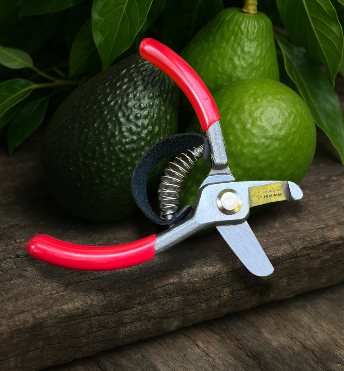 Avocado Harvesting Clipper