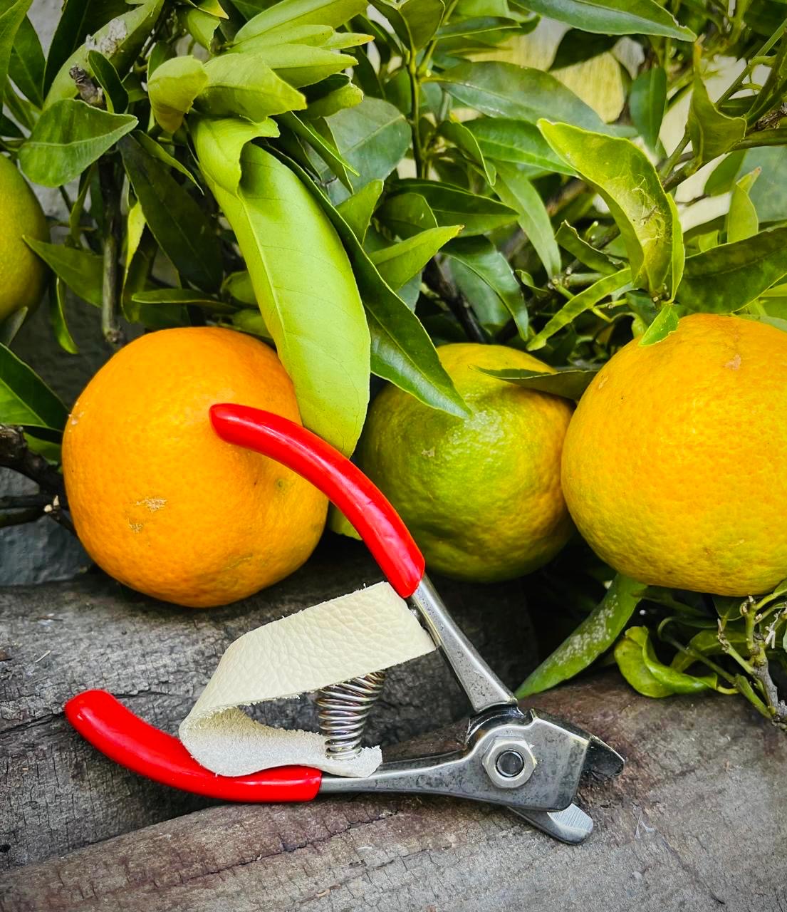 Citrus Harvesting Clipper